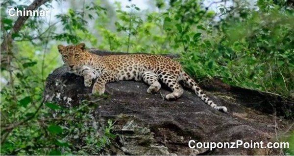 Chinnar Wild Life Sanctuary Munnar Tourist Places in Kerala
