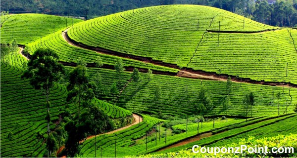 Munnar Tourist Places in Kerala