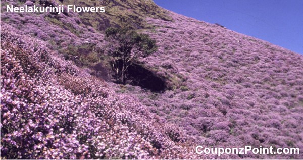 Neelakurinji Munnar Tourist Places in Kerala India