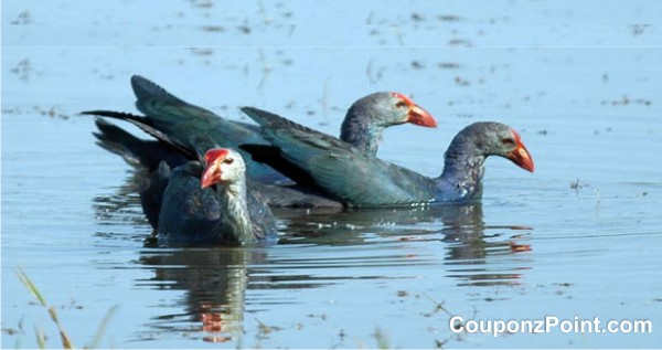 kumarakam birds tourist places in alleppey